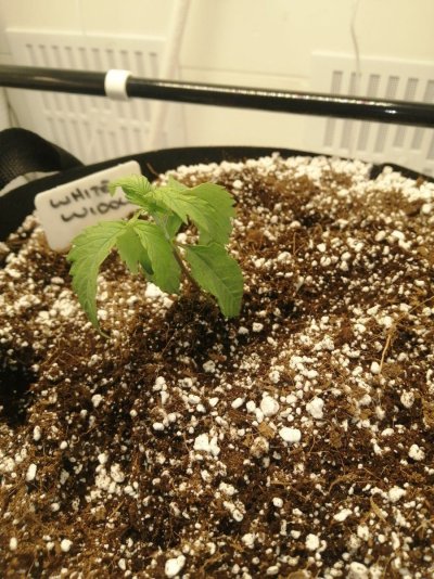 Need a little help here.