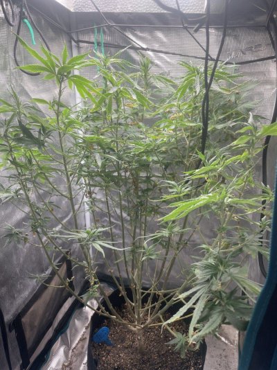 what-does-this-plant-need.jpeg