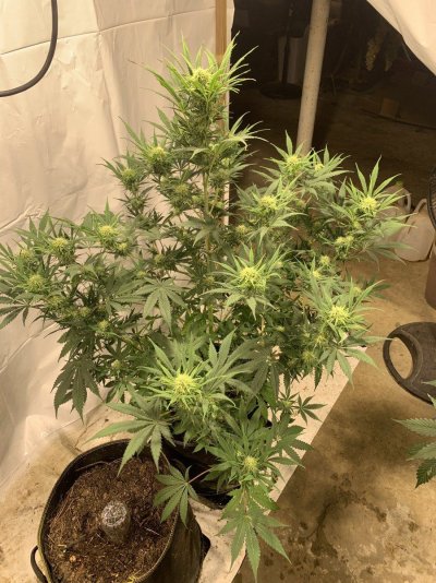 I want to use my goat fertilizer to grow huge buds