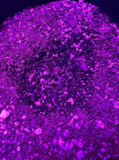 first-time-grower--auto-flower-coco-loco-3.jpeg