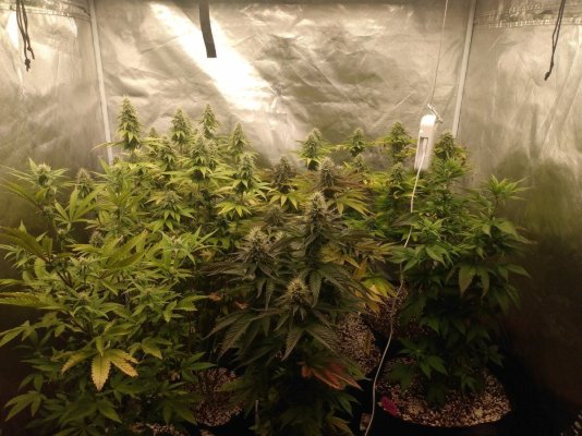 Toms bag seed veg and flower tents