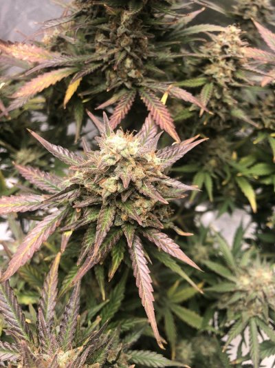 first-grow-time-to-harvest-3.jpeg