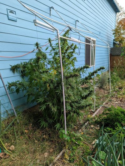 Let's see your outdoor grow 2022