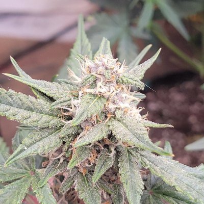 my-perpetual-grow-ranging-from-week-2-to-week-7-6.jpg