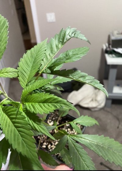 What is causing this twisting of leaves?