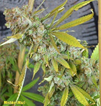 MazHead_10-16-12.jpg