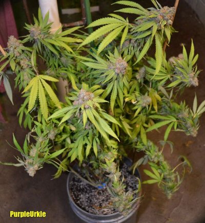 UrkleHarv2_10-23-12.jpg