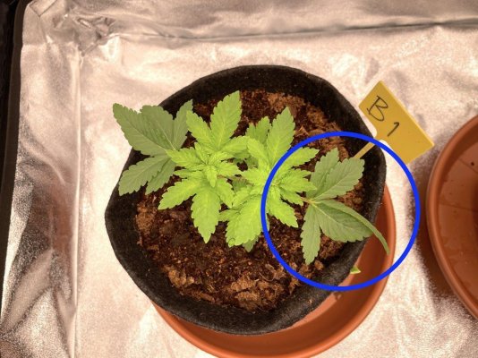 Freak leaf? Edge burn of some kind? What's this?