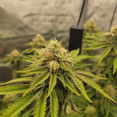 purple pineapple and dreamfactory by exotic genetix