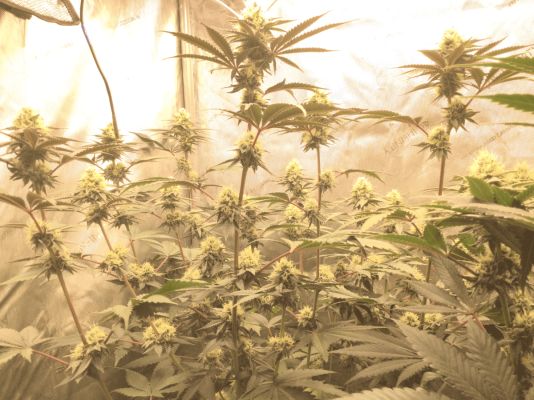 **2nd Grow** SpiderFarmer SF4000 , NFTG #4 -Sour Power-Hella Jelly-Strawberry Cheesecake- 3x3 Tent