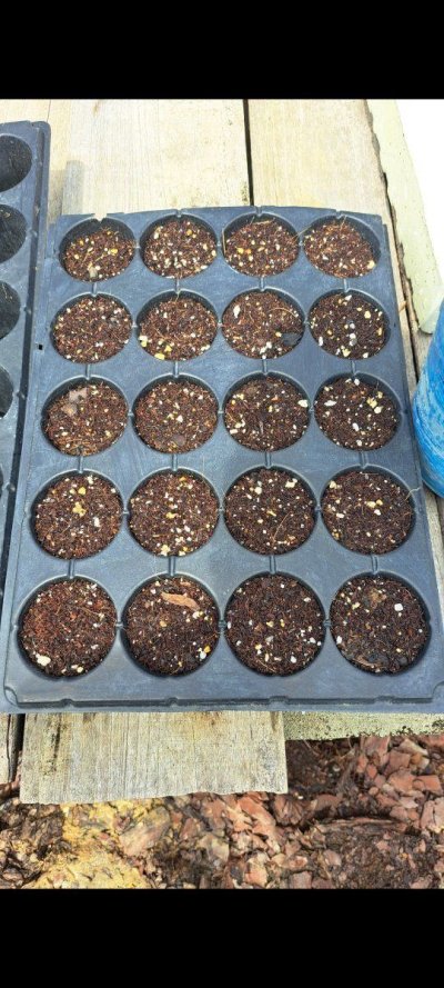Aquaponics Outdoor Grow. Seed to Harvest.. hopefully?!?  🇹🇹