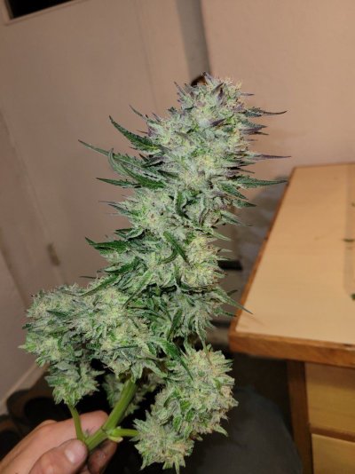 Let's see your outdoor grow 2022