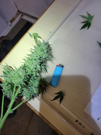 Let's see your outdoor grow 2022