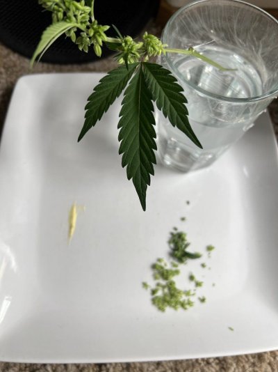 How much light male plants need?