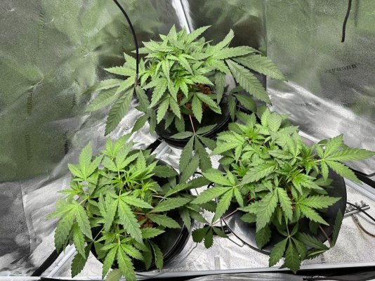Growrx grow diary “ 2021 5x5 RDWC "