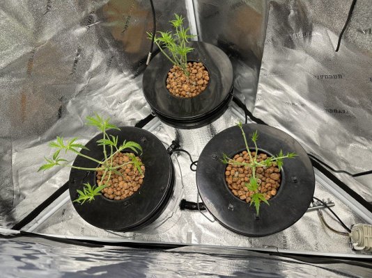 Growrx grow diary “ 2021 5x5 RDWC "