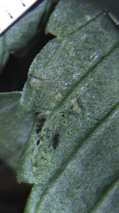 is-this-some-kind-of-pest-damage-2.jpeg