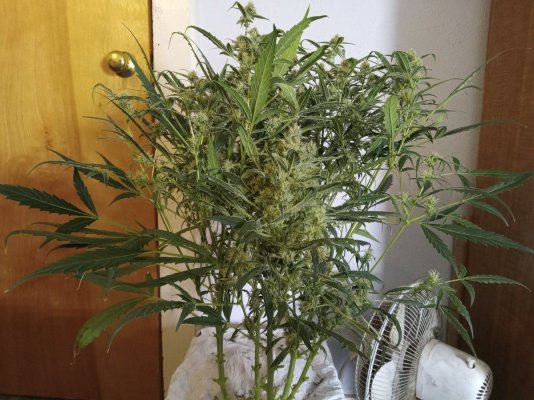 Curling leaf tips autoflower earthbox