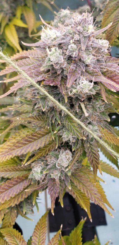 Two stains one tent - trichomes