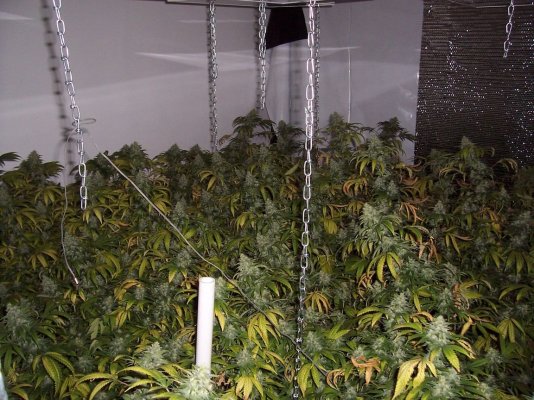 perpetual buds