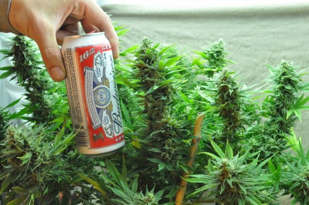 mr-nice-x-aota-55-days-flowering-9.jpg