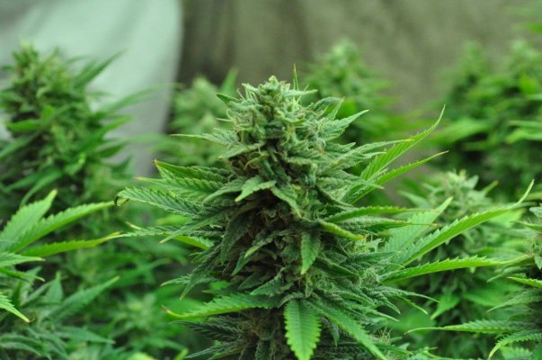mr-nice-x-aota-55-days-flowering-10.jpg