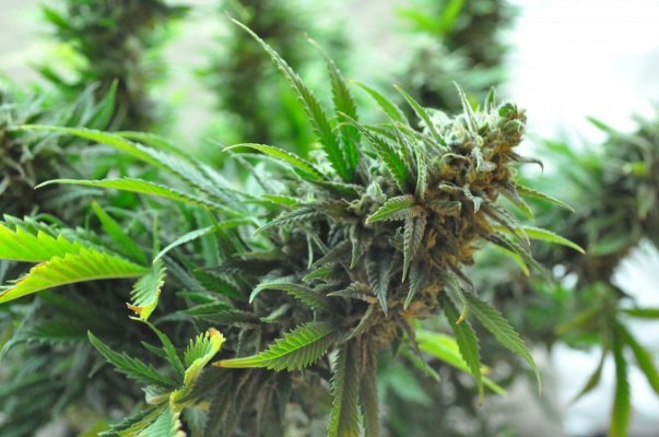 mr-nice-x-aota-55-days-flowering-12.jpg