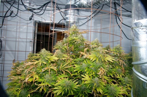 8k 5mp +Supersoil 2nd Grow