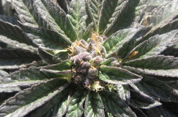 purplekush3.jpg