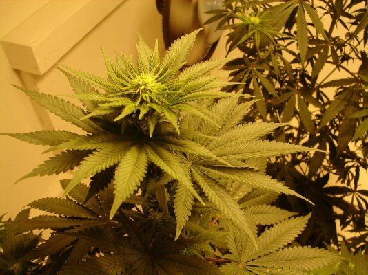 ganj (3).JPG