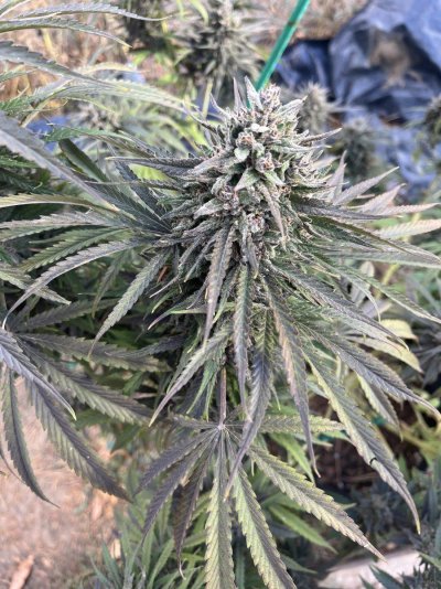 Let's see your outdoor grow 2022