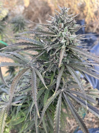 Let's see your outdoor grow 2022