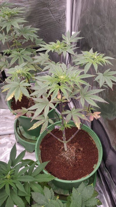 NEED HELP TRIED EVERYTHING I CAN THINK OF