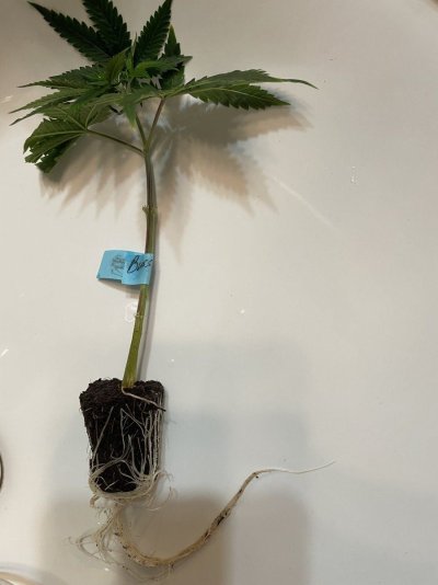 Square 1 genetics
