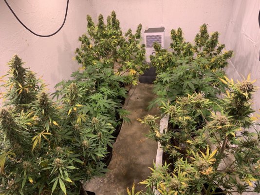 I want to use my goat fertilizer to grow huge buds