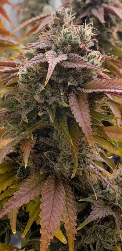 First grow bud shots