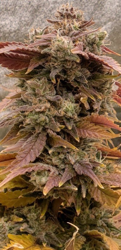 First grow bud shots
