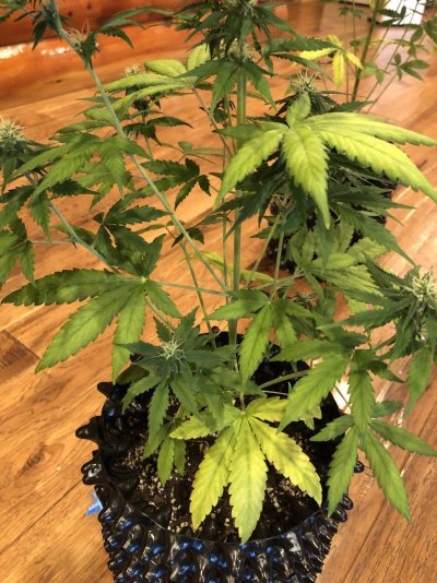 second-grow-problems-starting-with-leaves-12.jpg
