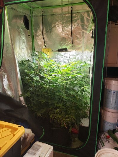 dreamnfox--winter-grow-first-scrog.jpg