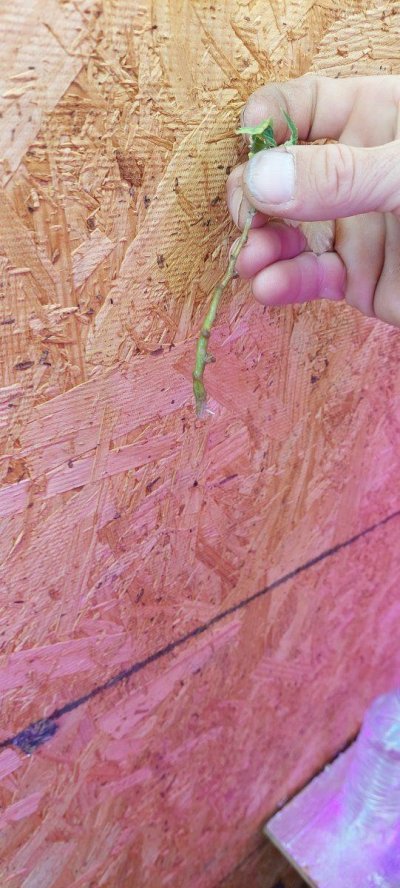 anyone-ever-rooted-cutting-in-water.jpg