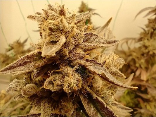 ppms-and-flushing-prior-to-harvest.jpg