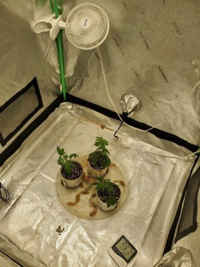 indoor-organic-soil-growfirst-time-starting-with-rooted-clones.jpg