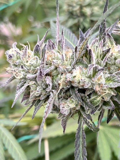 Let's See Your Frostiest Flowers