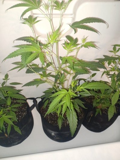 clones-finally-revegging-1st-time-cloning-4.jpg