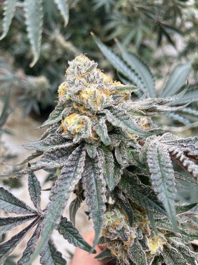 Whole plants yellow need help!!