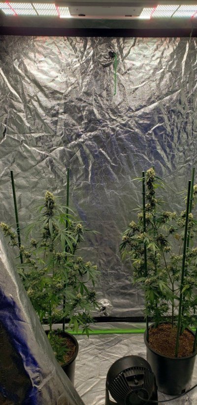 How to tell when to harvest if you don't have a loupe, or Don't rely solely on trichomes