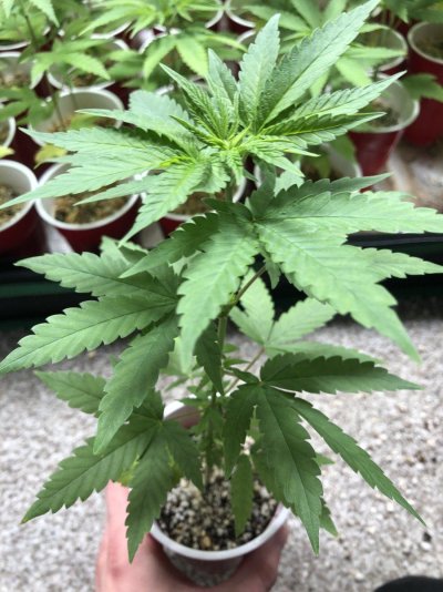 image.jpg