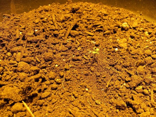 indoor-hobby-time-first-grow-diary-2.jpg