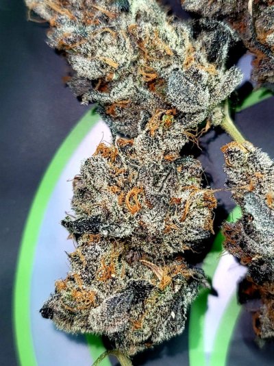Bud Goodman's Perpetual Thread of Perpetually Good Buds, Man.