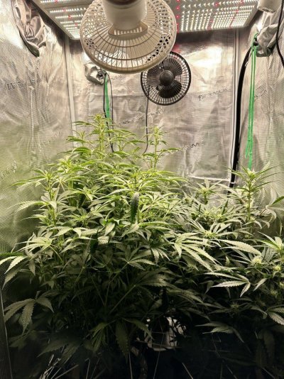 Second grow: Gorilla Glue #4 auto.